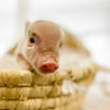 XS - 10-29-22 - Alexander - Male - Juliana Mini Pig