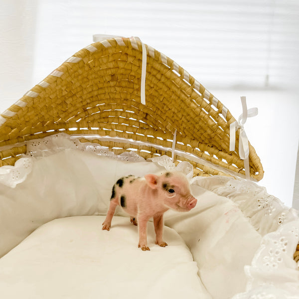 XS - 10-29-22 - Alexander - Male - Juliana Mini Pig