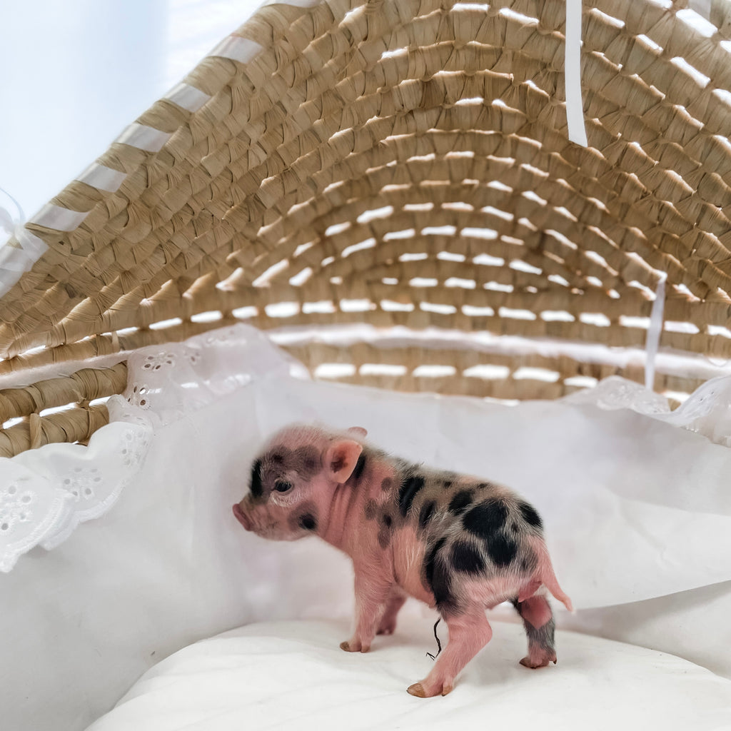 XS - 10-29-22 - Eleanor - Female - Juliana Mini Pig
