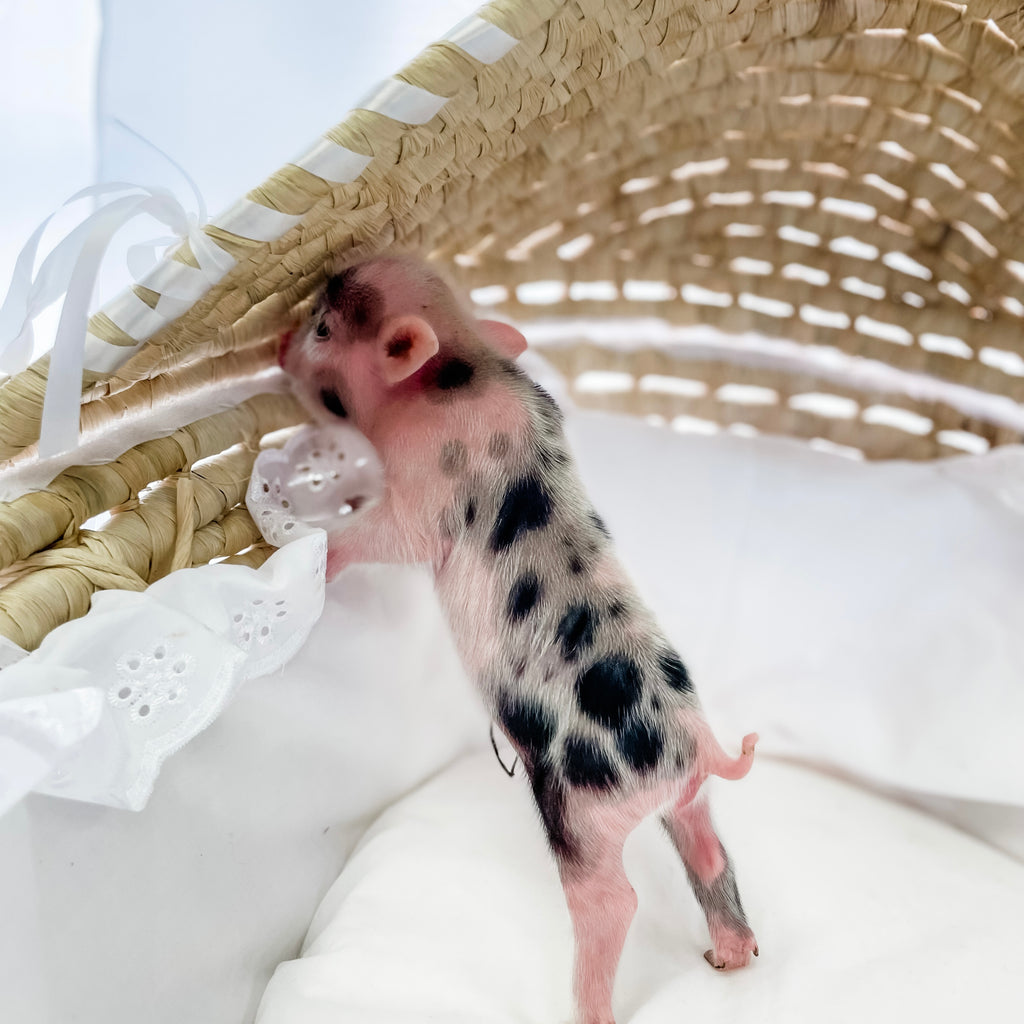 XS - 10-29-22 - Eleanor - Female - Juliana Mini Pig