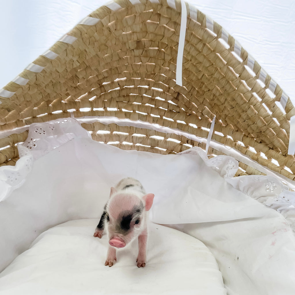 XS - 10-29-22 - Eleanor - Female - Juliana Mini Pig