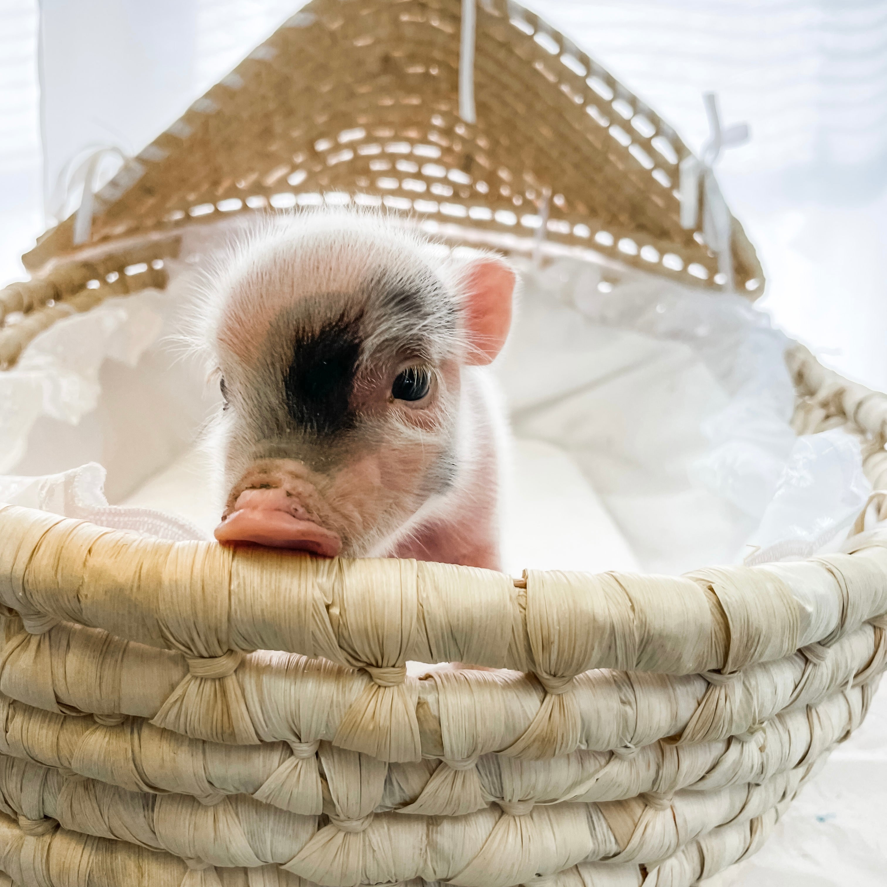 XS - 10-29-22 - Eleanor - Female - Juliana Mini Pig