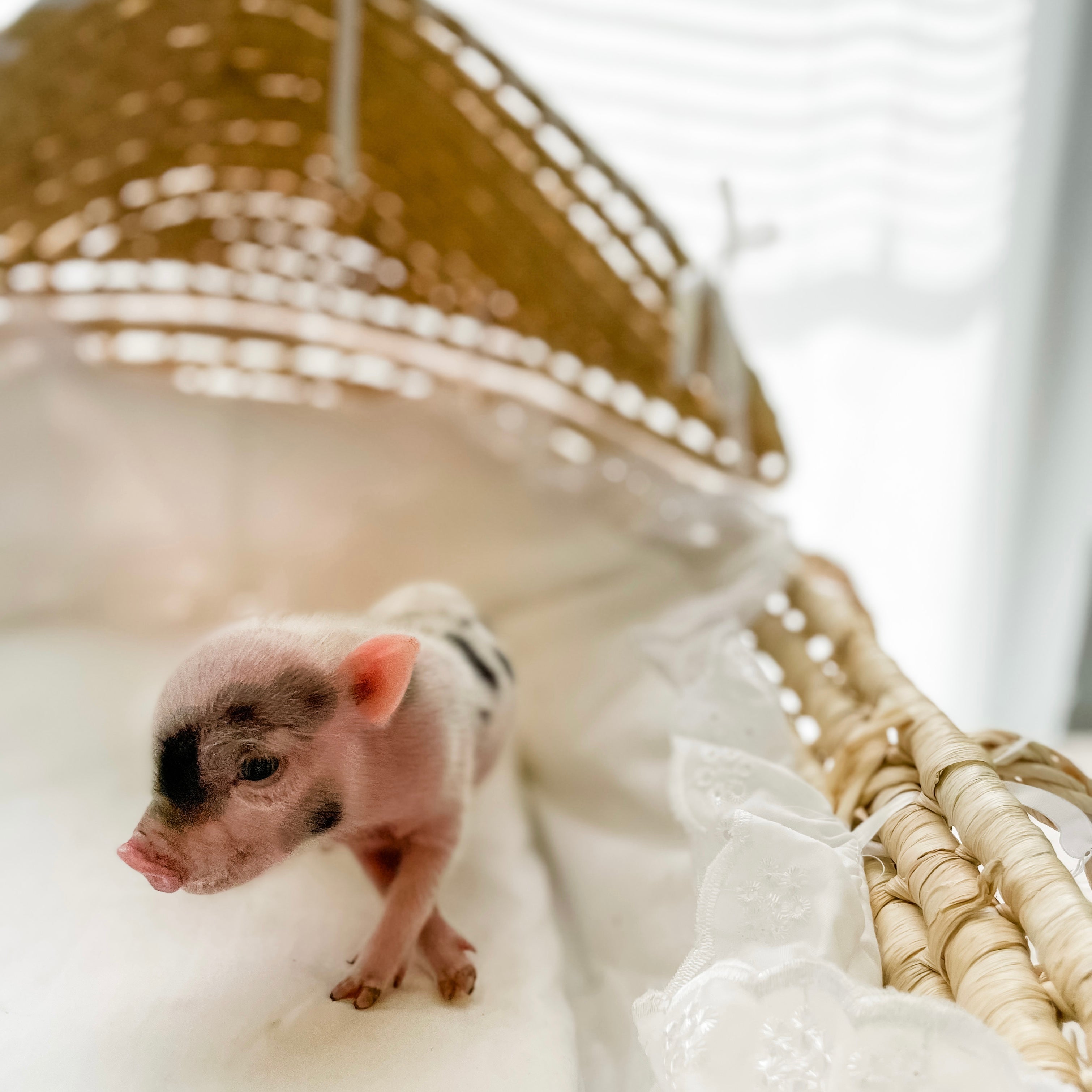 XS - 10-29-22 - Eleanor - Female - Juliana Mini Pig