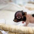 XS - 10-29-22 - Freya - Female - Juliana Mini Pig