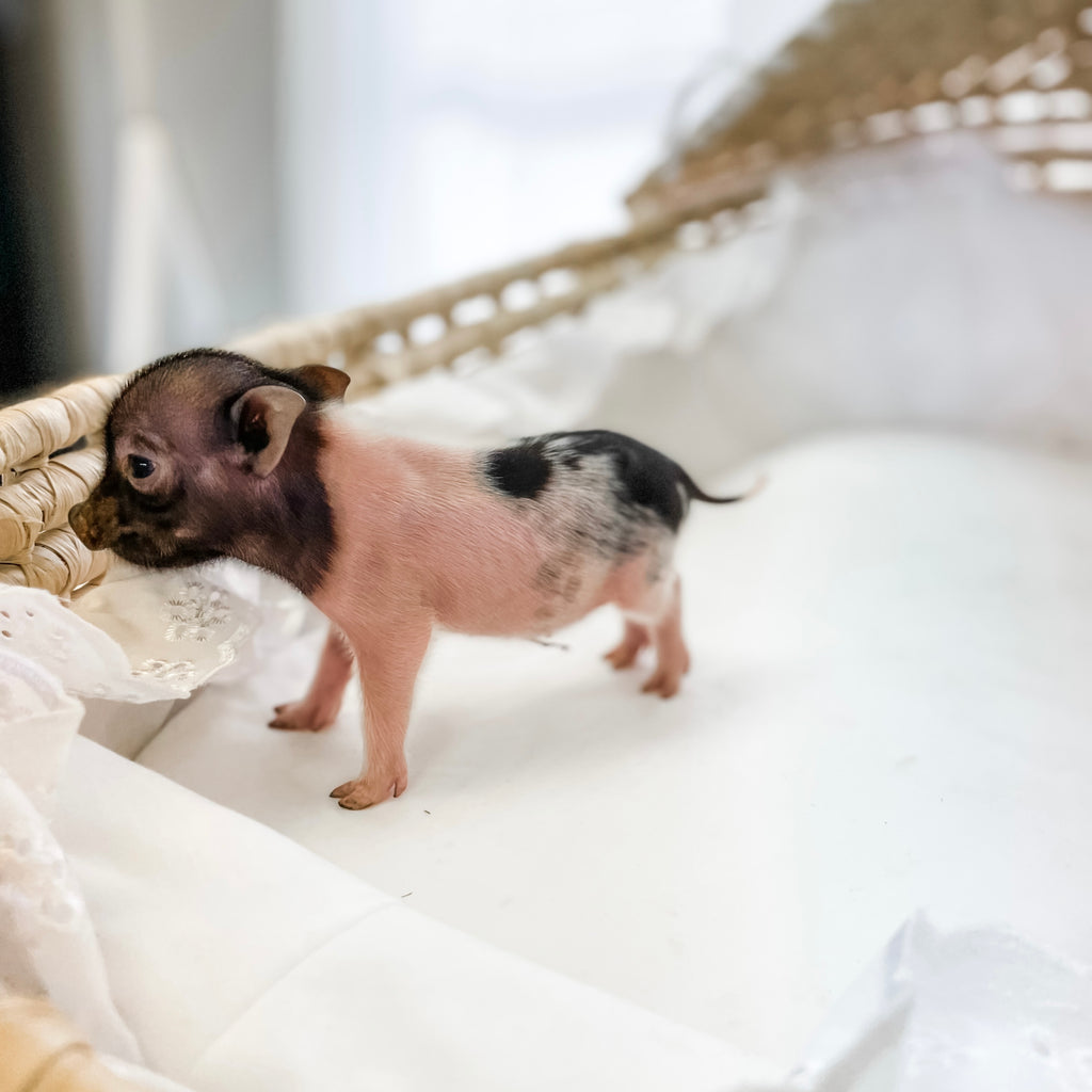 XS - 10-29-22 - Freya - Female - Juliana Mini Pig