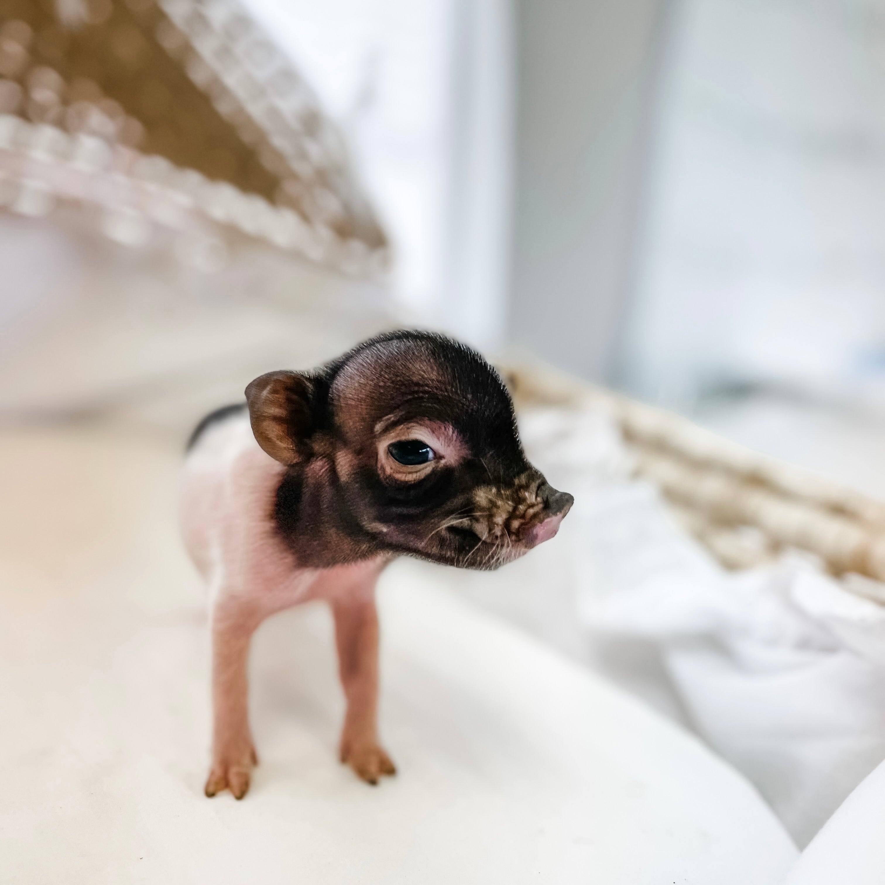 XS - 10-29-22 - Freya - Female - Juliana Mini Pig