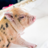BORN 2-17-22 - Percival - Male - Juliana/American Mix Mini Pig