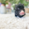 BORN 6-20-22 - Duke - Male
