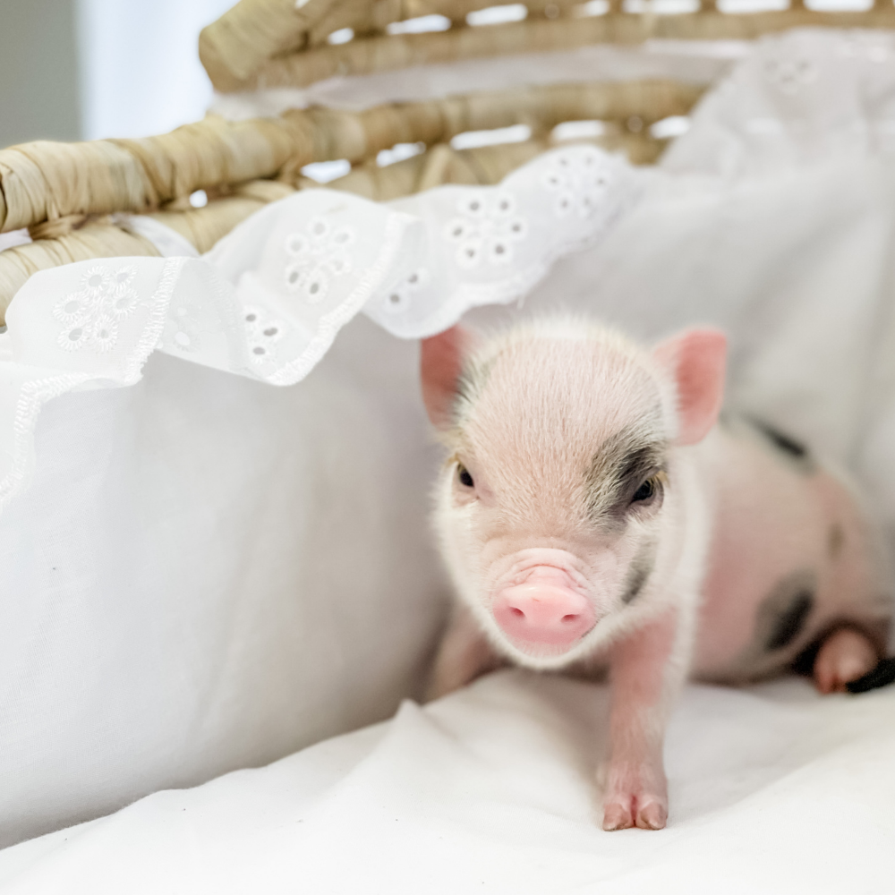 BORN 4-5-22 - Cammy - Female - Juliana Mini Pig