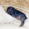 BORN 4-5-22 - Willow - Female - Juliana Mini Pig