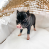 BORN 6-20-22 - Duke - Male