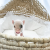 BORN 4-5-22 - Cammy - Female - Juliana Mini Pig