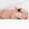 BORN 4-5-22 - Cammy - Female - Juliana Mini Pig