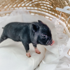 BORN 6-20-22 - Duke - Male