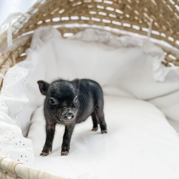 BORN 4-5-22 - Willow - Female - Juliana Mini Pig