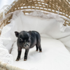 BORN 4-5-22 - Willow - Female - Juliana Mini Pig