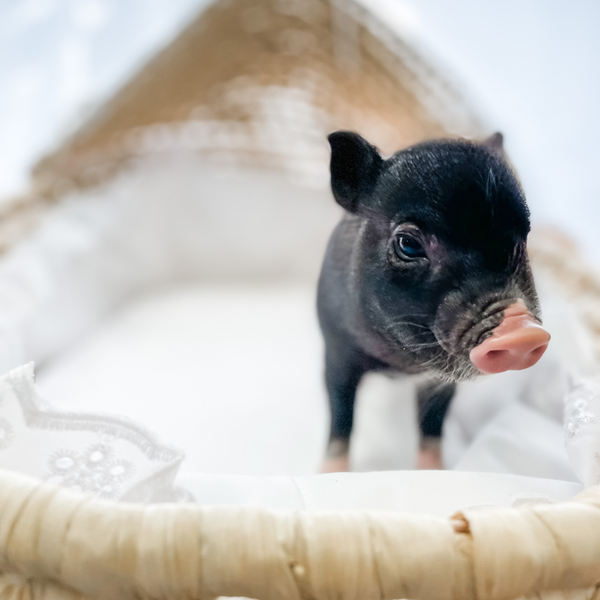 BORN 6-20-22 - Duke - Male