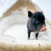 BORN 6-20-22 - Duke - Male