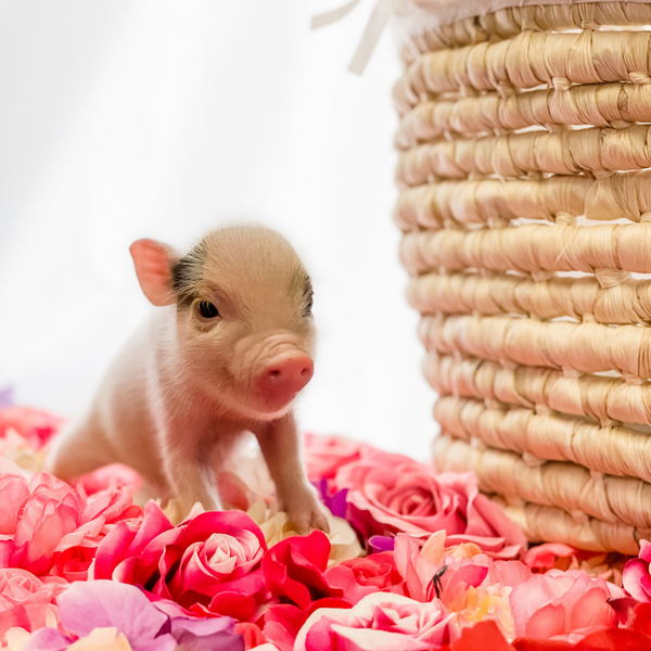 BORN 4-5-22 - Cammy - Female - Juliana Mini Pig