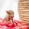 BORN 4-5-22 - Cammy - Female - Juliana Mini Pig