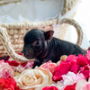 BORN 4-5-22 - Winston - Male - Juliana Mini Pig