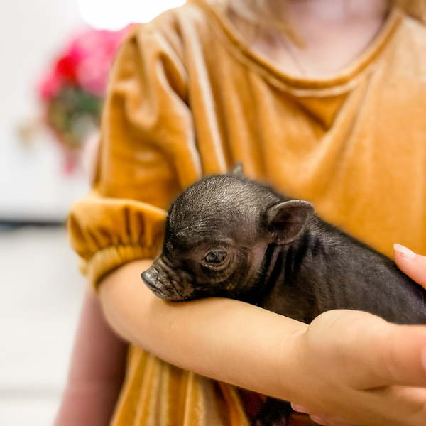 BORN 4-5-22 - Milo - Male - Juliana Mini Pig