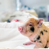 BORN 2-17-22 - Percival - Male - Juliana/American Mix Mini Pig