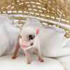 BORN 4-5-22 - Cammy - Female - Juliana Mini Pig
