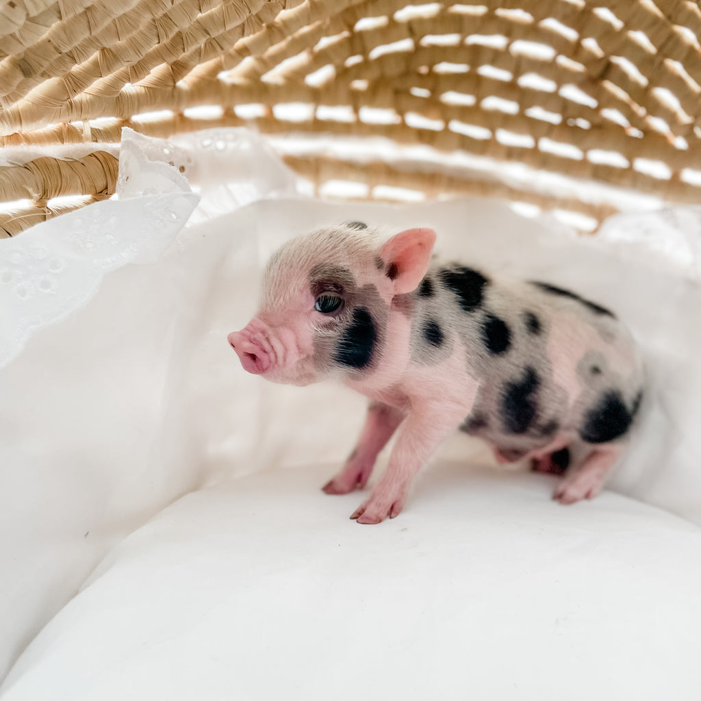 XXS - 12-06-22 - Wayne - Male - Juliana Mini Pig