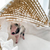 XXS - 12-06-22 - Wynonna - Female - Juliana Mini Pig