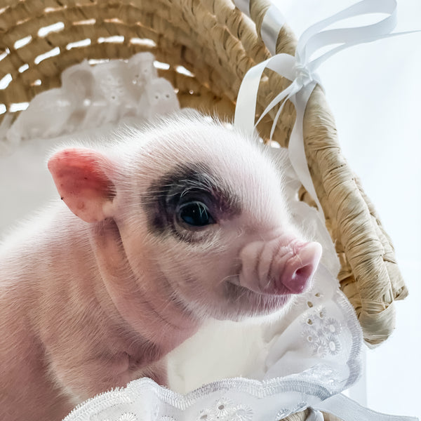 XXS - 04-11-23 - Jude - Male - Juliana Mini Pig