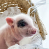 XXS - 04-11-23 - Jude - Male - Juliana Mini Pig