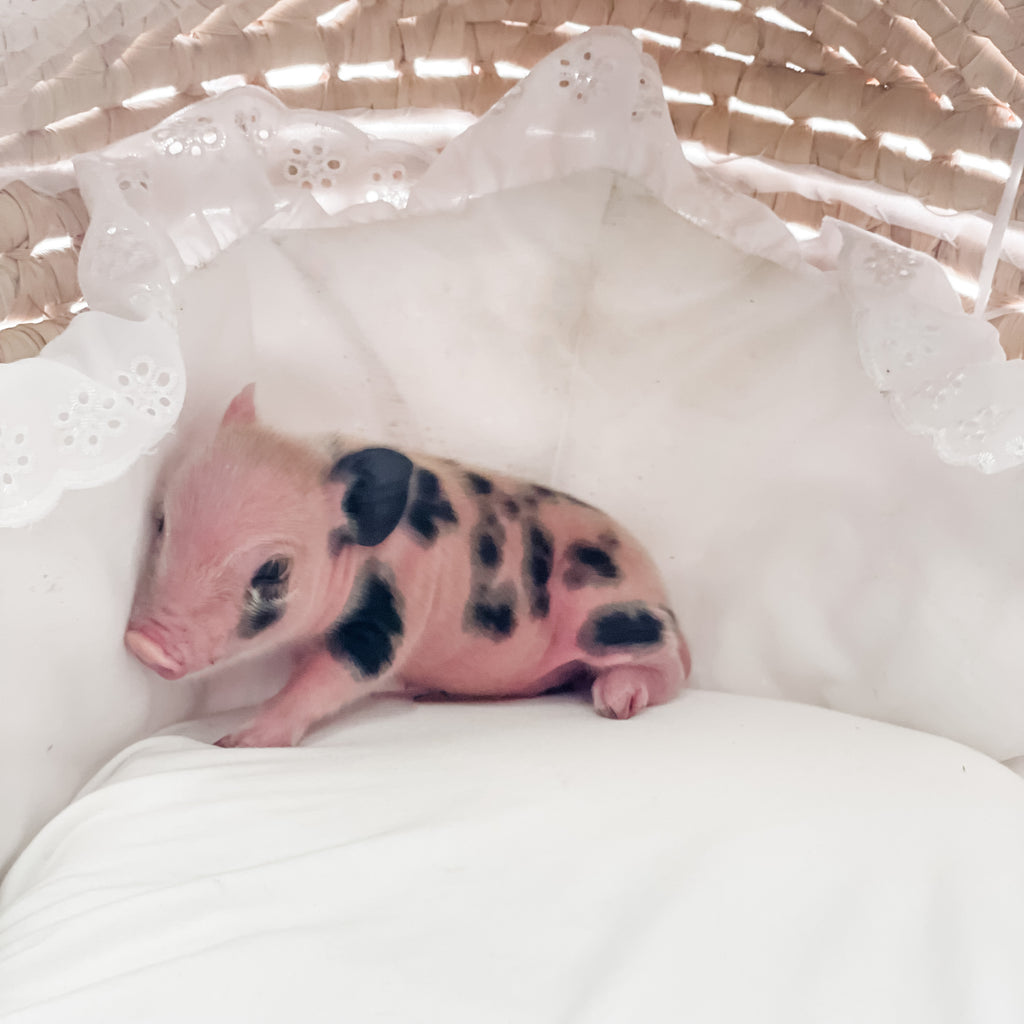S - 01-02-23 - Ruby - Female - Juliana/American Mini Pig