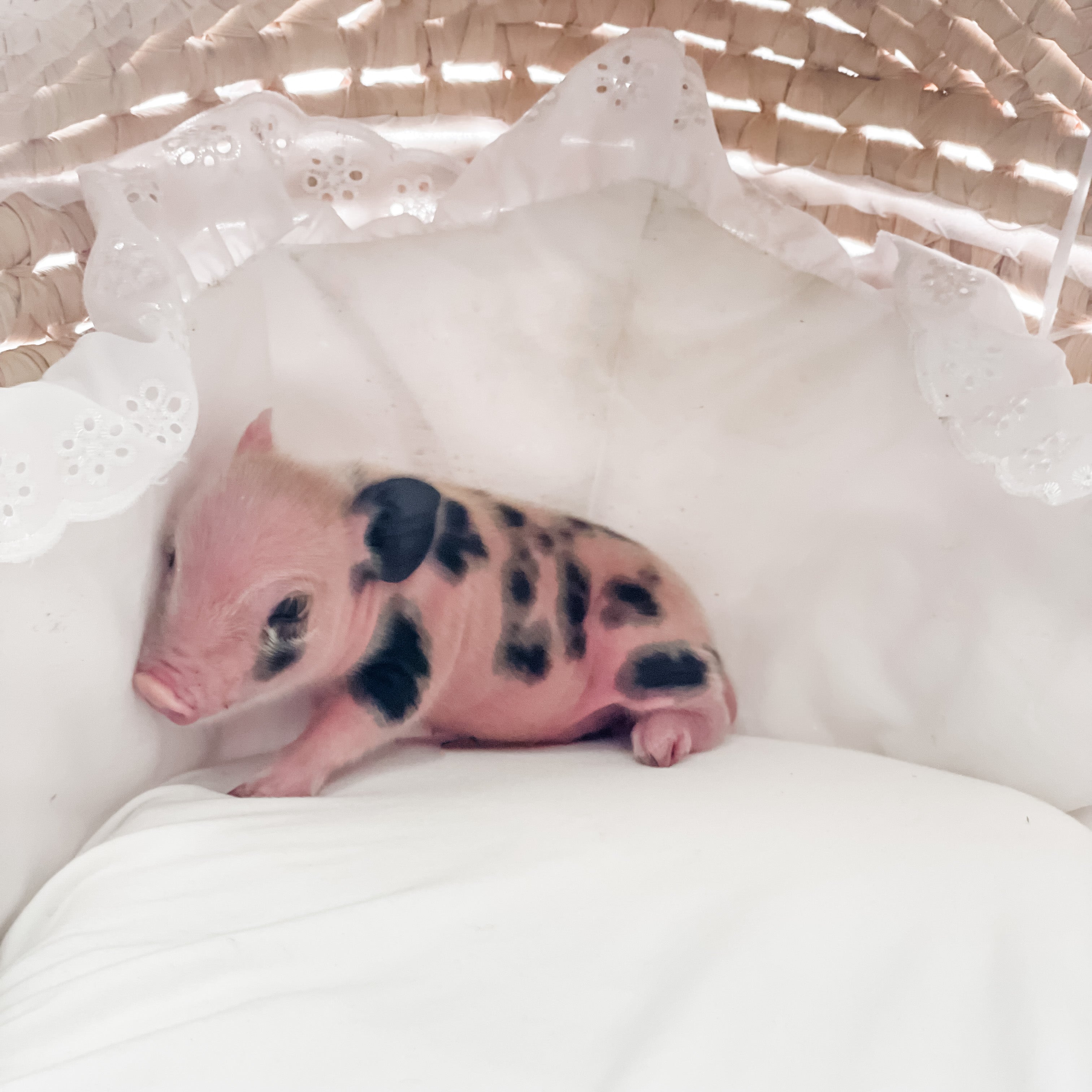 S - 01-02-23 - Ruby - Female - Juliana/American Mini Pig