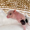 XXS - 12-06-22 - Ace - Male - Juliana Mini Pig