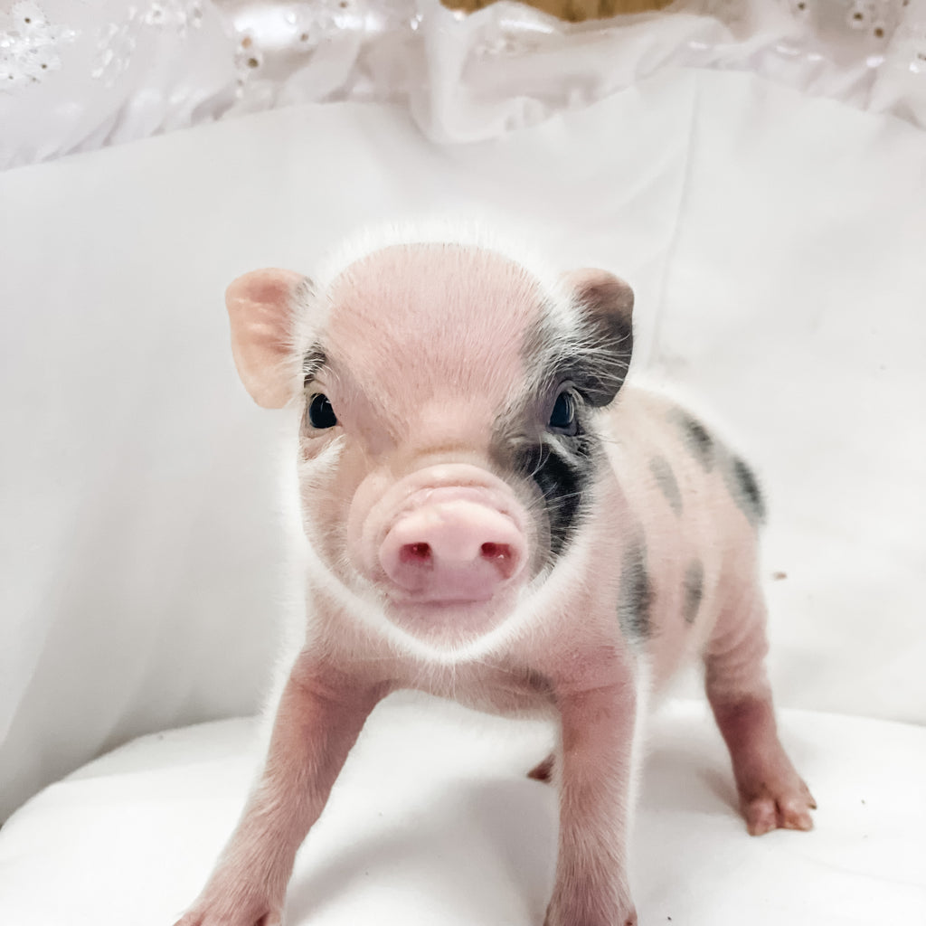 BR- XXS - 04-03-23 - Dwight- Male - Juliana Mini Pig
