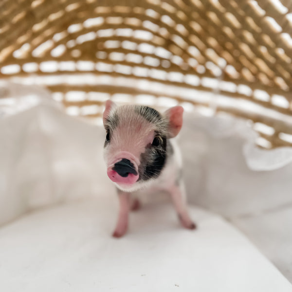 XXS - 12-06-22 - Wynonna - Female - Juliana Mini Pig