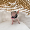 XXS - 12-06-22 - Wynonna - Female - Juliana Mini Pig