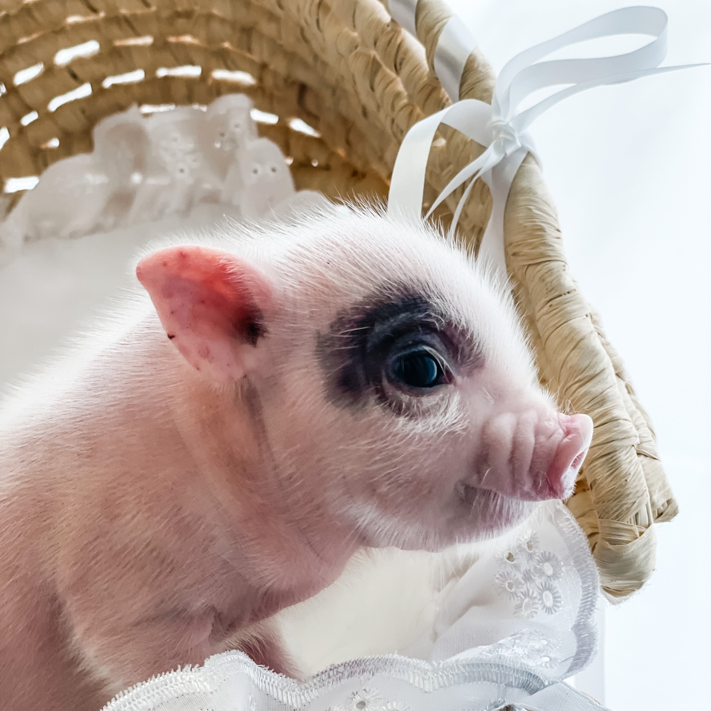 XXS - 04-11-23 - Jude - Male - Juliana Mini Pig