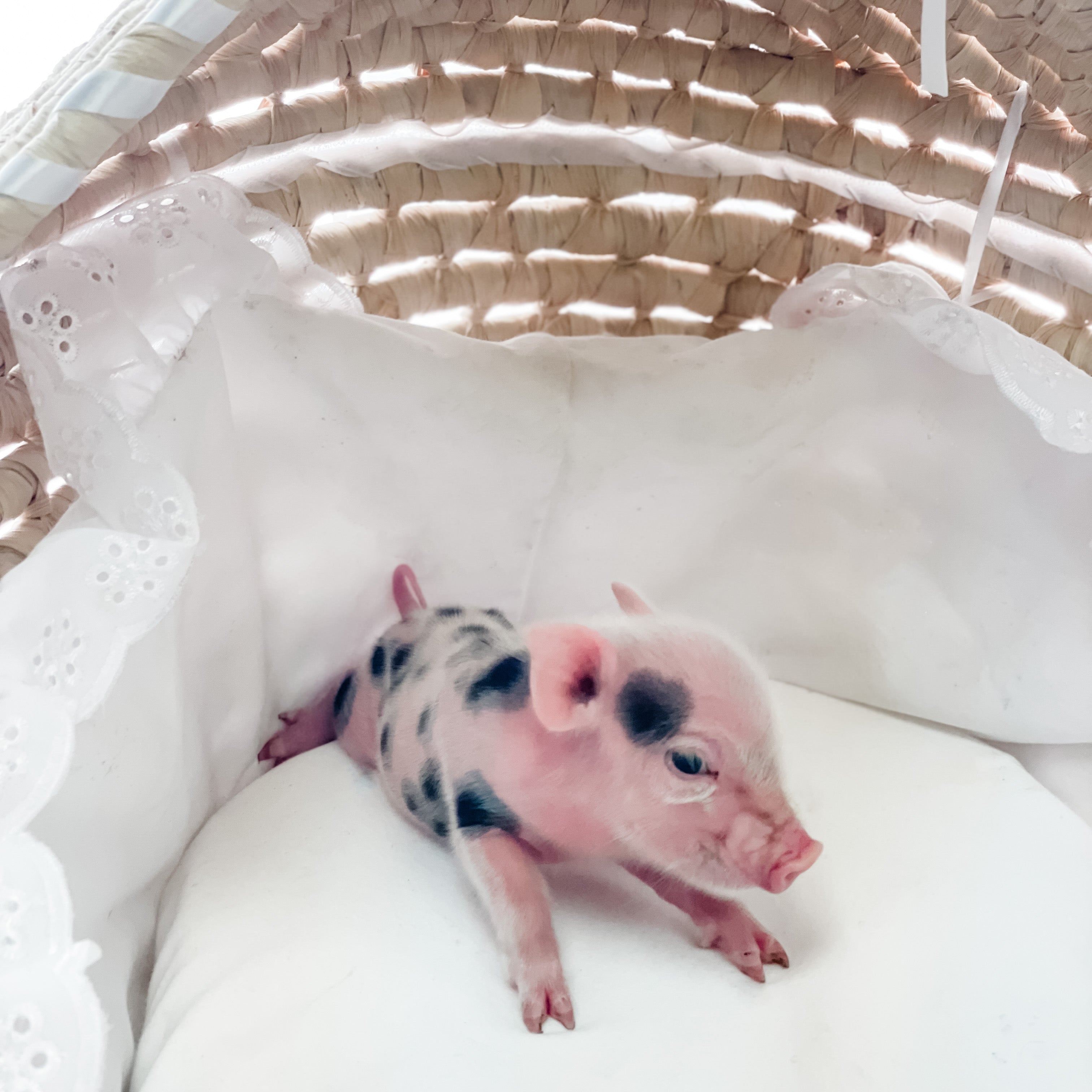 S - 01-02-23 - Lily - Female - Juliana/American Mini Pig