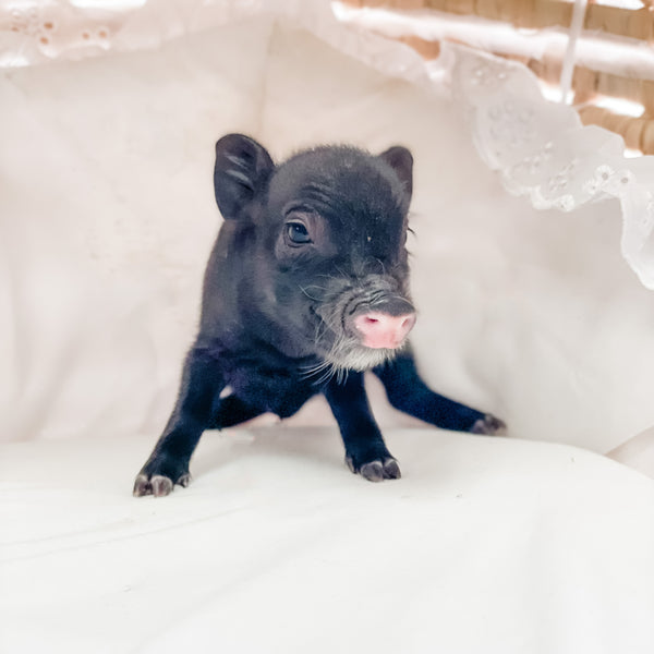 S - 01-02-23 - William - Male - Juliana/American Mini Pig