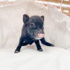 S - 01-02-23 - William - Male - Juliana/American Mini Pig