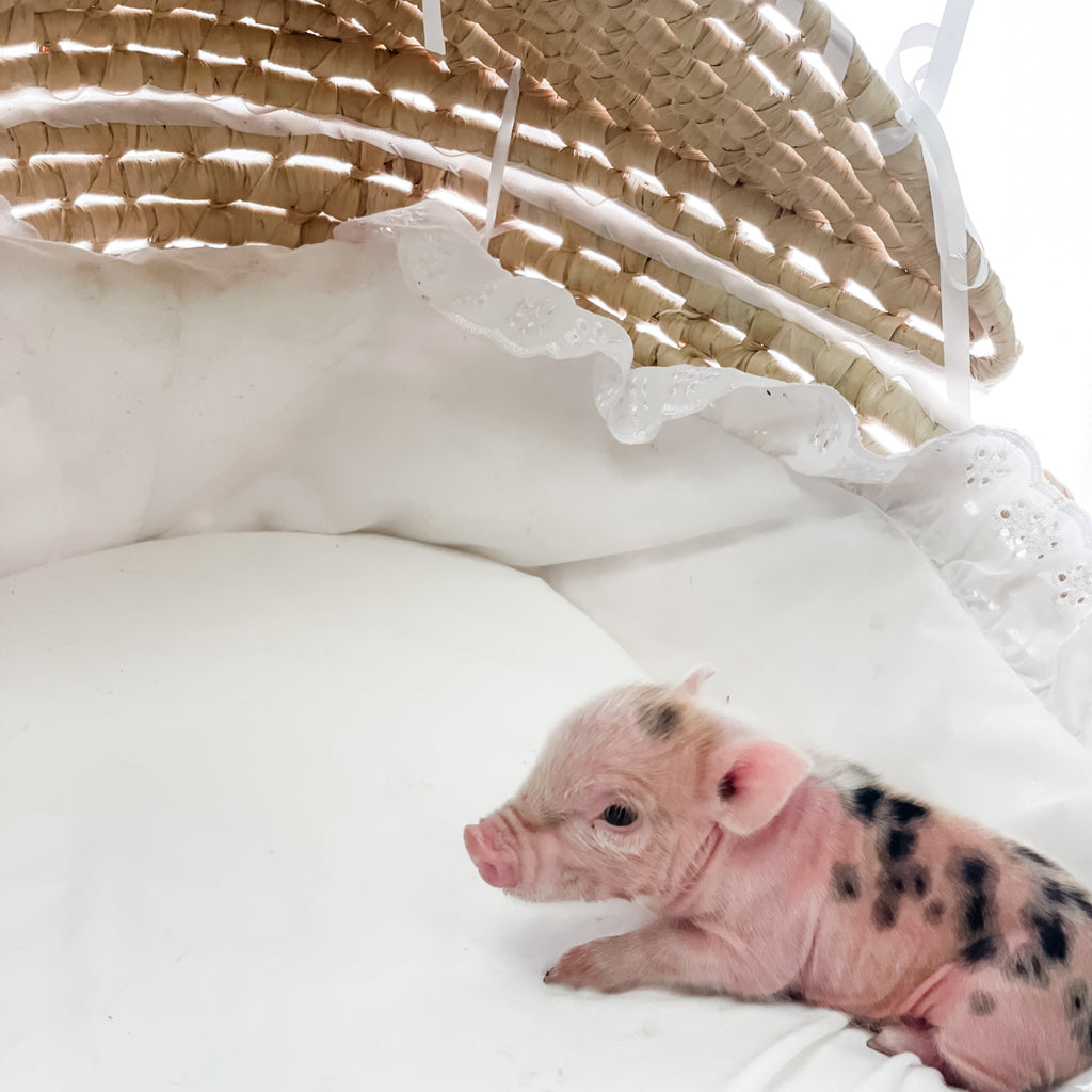 S - 01-02-23 - Caroline - Female - Juliana/American Mini Pig