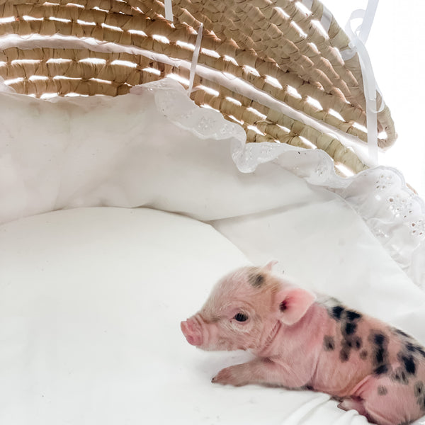 S - 01-02-23 - Caroline - Female - Juliana/American Mini Pig