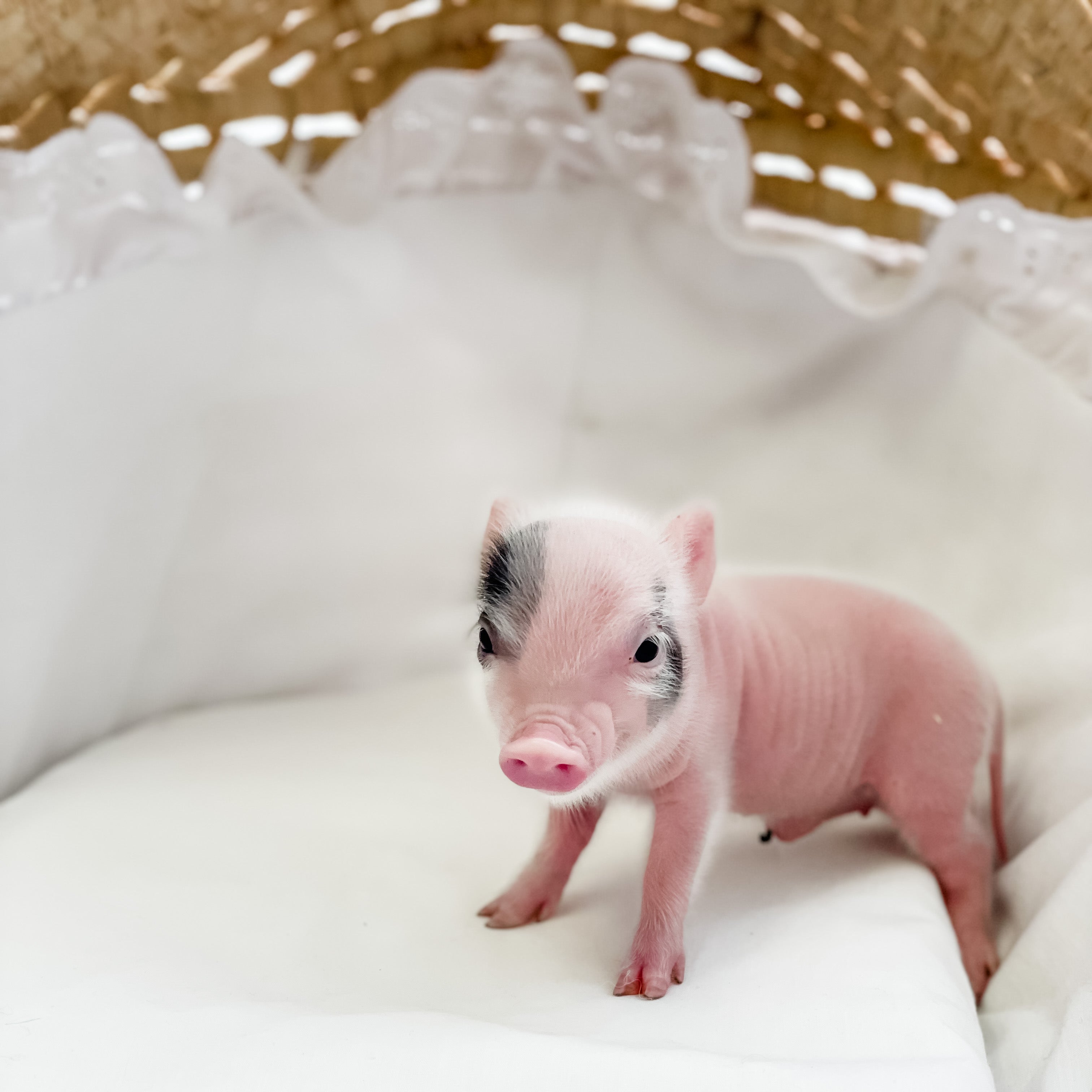XXS - 04-11-23 - Evan - Male - Juliana Mini Pig