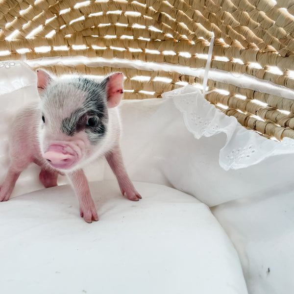 XXS - 12-06-22 - Hank - Male - Juliana Mini Pig