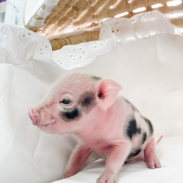 S - 01-02-23 - Lucky - Male - Juliana/American Mini Pig