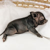 XS - 11-02-22 - Wyatt - Male - Juliana Mini Pig