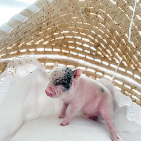 XXS - 12-06-22 - Hank - Male - Juliana Mini Pig