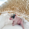 XXS - 12-06-22 - Hank - Male - Juliana Mini Pig